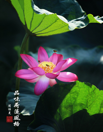 Ʒζ��ɏ�L(f��ng)��